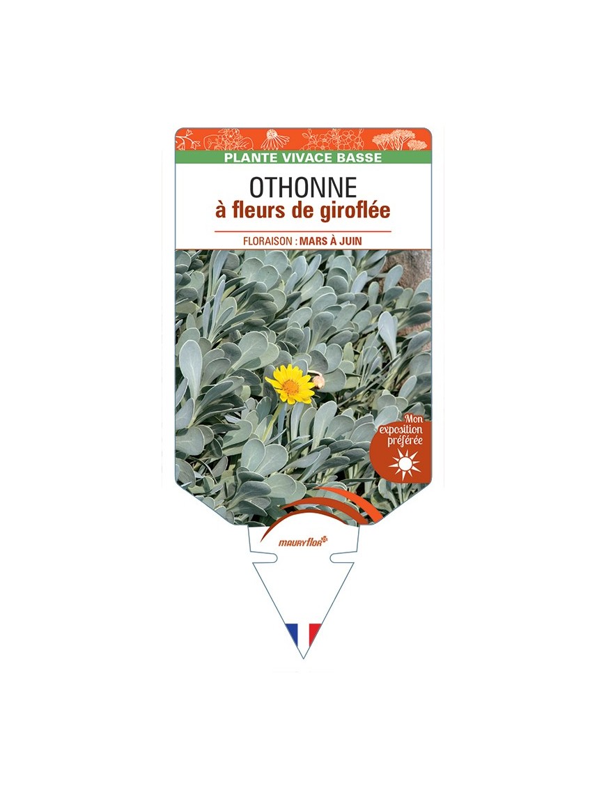 OTHONNA cheirifolia voir Othonne à fleurs de Giroflée