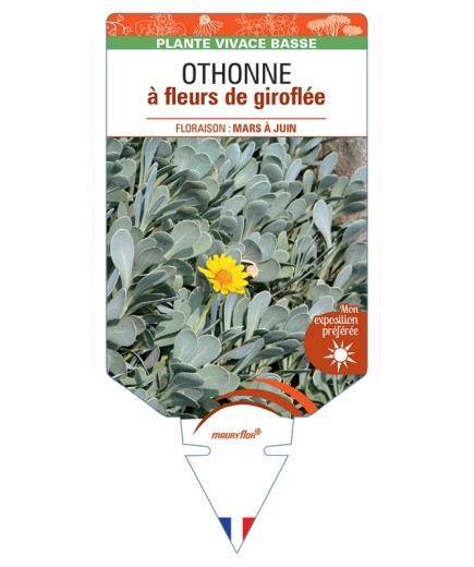 OTHONNA cheirifolia voir Othonne à fleurs de Giroflée