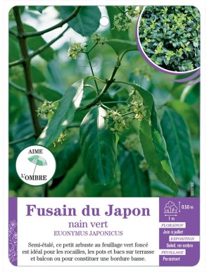 EUONYMUS JAPONICUS voir Fusain du Japon nain vert