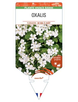 OXALIS (blanc)
