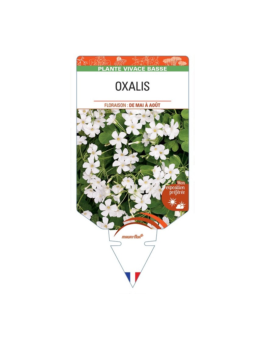 OXALIS (blanc)
