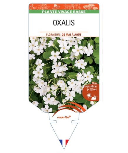 OXALIS (blanc)