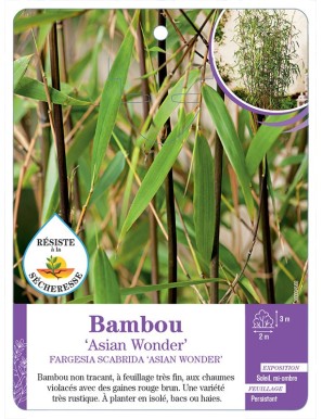 FARGESIA SCABRIDA ASIAN WONDER voir Bambou