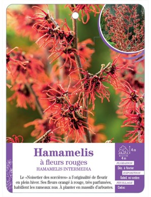 HAMAMELIS INTERMEDIA à fleurs rouges