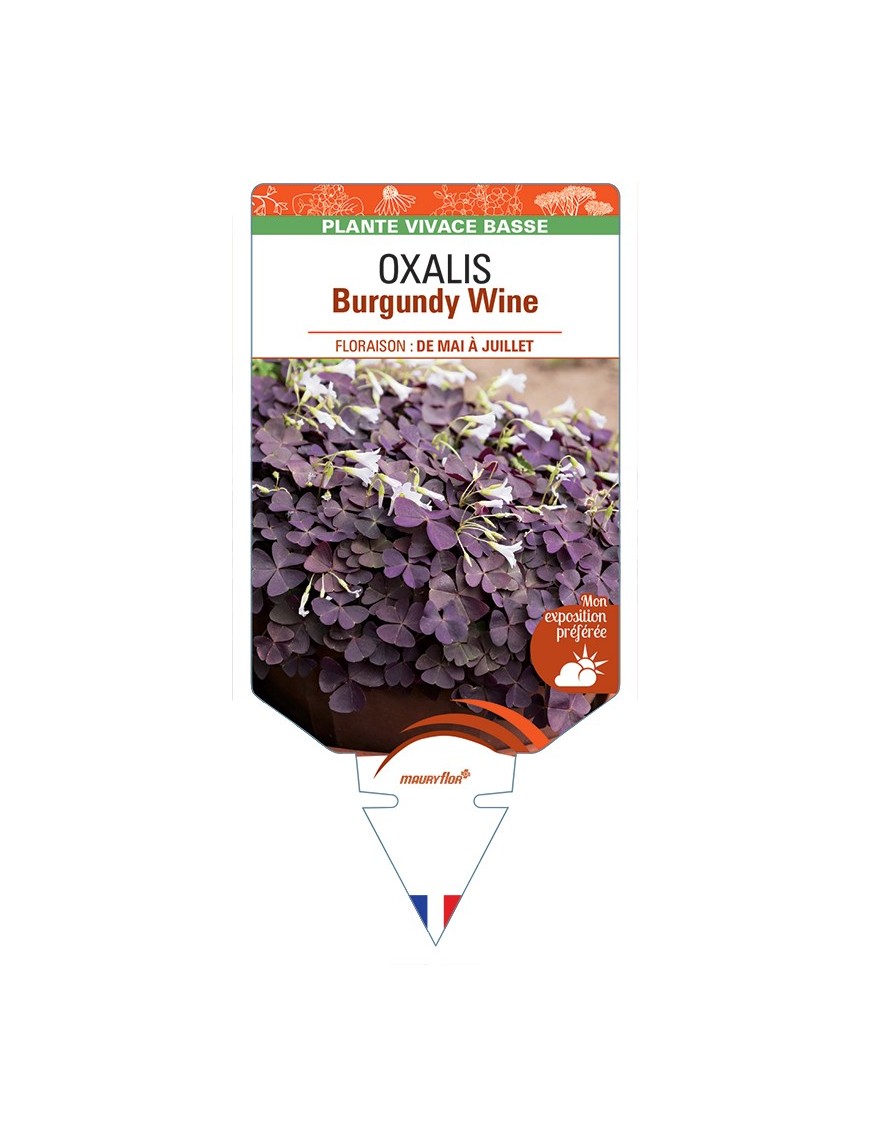 OXALIS (triangularis) Burgundy Wine