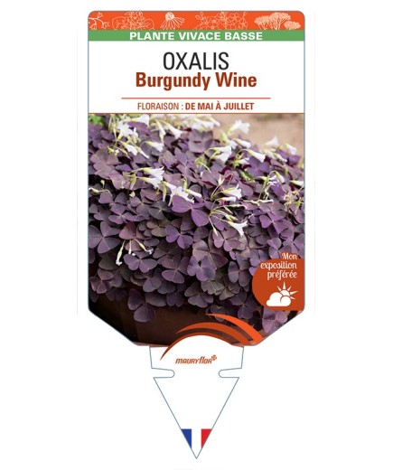 OXALIS (triangularis) Burgundy Wine