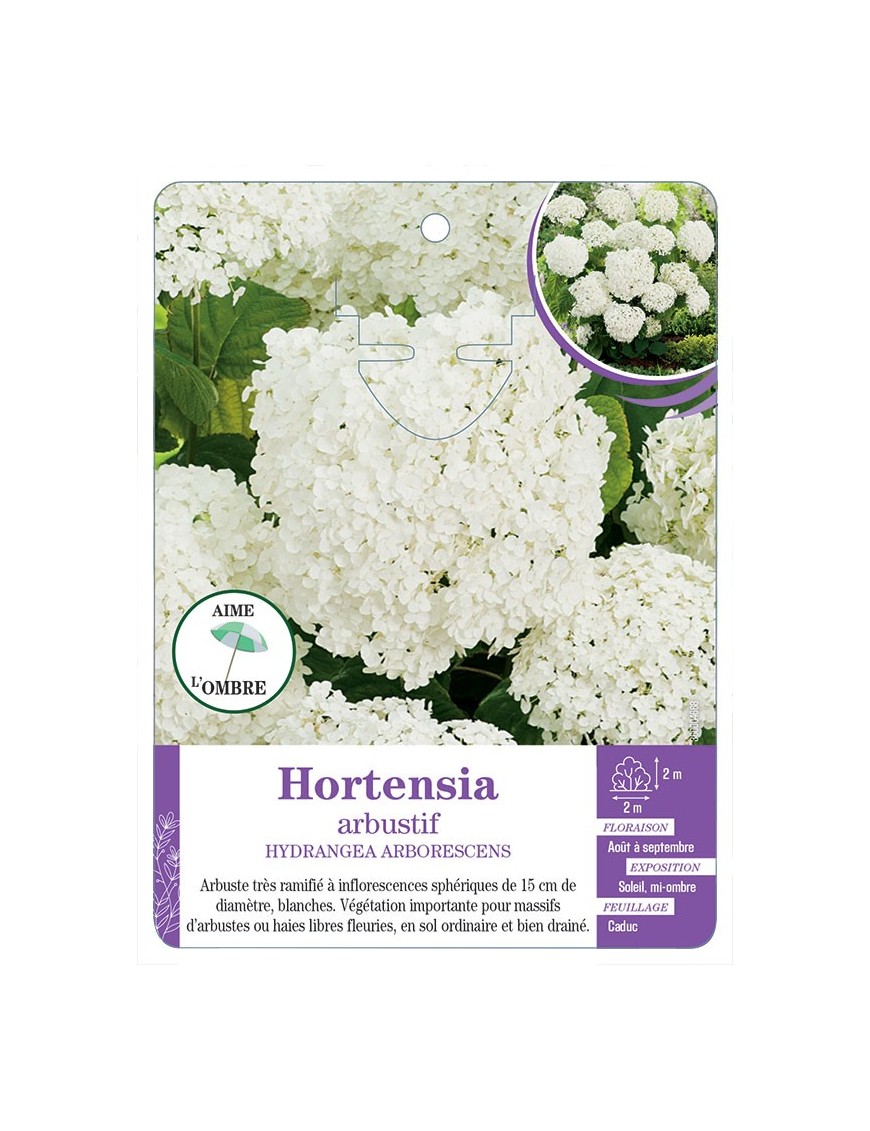 HYDRANGEA ARBORESCENS voir Hortensia arbustif
