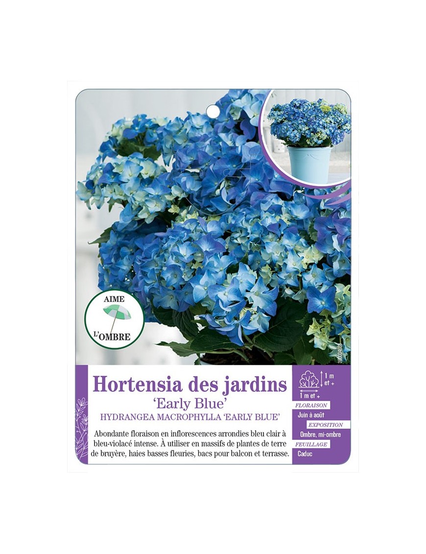 HYDRANGEA MACROPHYLLA EARLY BLUE voir Hortensia des jardins