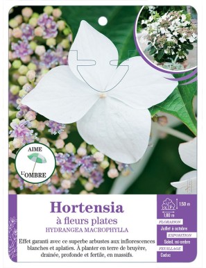 HYDRANGEA MACROPHYLLA voir Hortensia à fleurs plates (blanc)