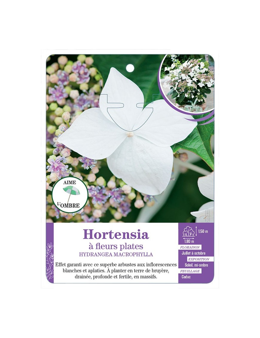 HYDRANGEA MACROPHYLLA voir Hortensia à fleurs plates (blanc)