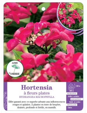 HYDRANGEA MACROPHYLLA voir Hortensia à fleurs plates (rouge)