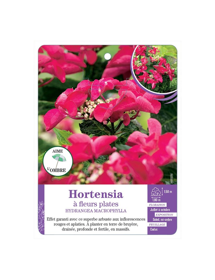 HYDRANGEA MACROPHYLLA voir Hortensia à fleurs plates (rouge)