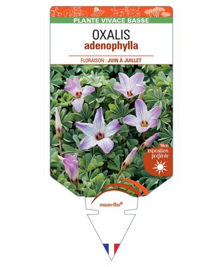 OXALIS adenophylla