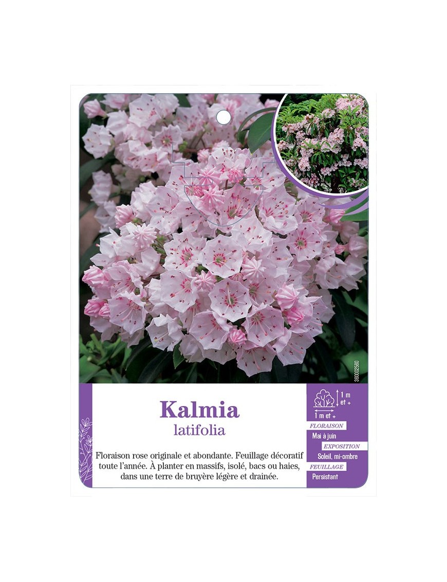 KALMIA latifolia