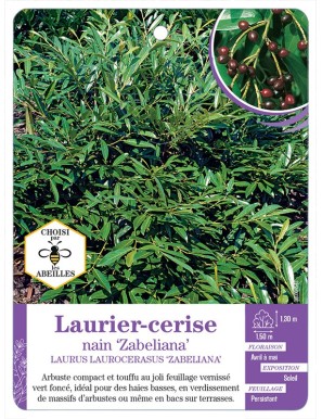 LAURUS LAUROCERASUS ZABELIANA voir Laurier-cerise nain