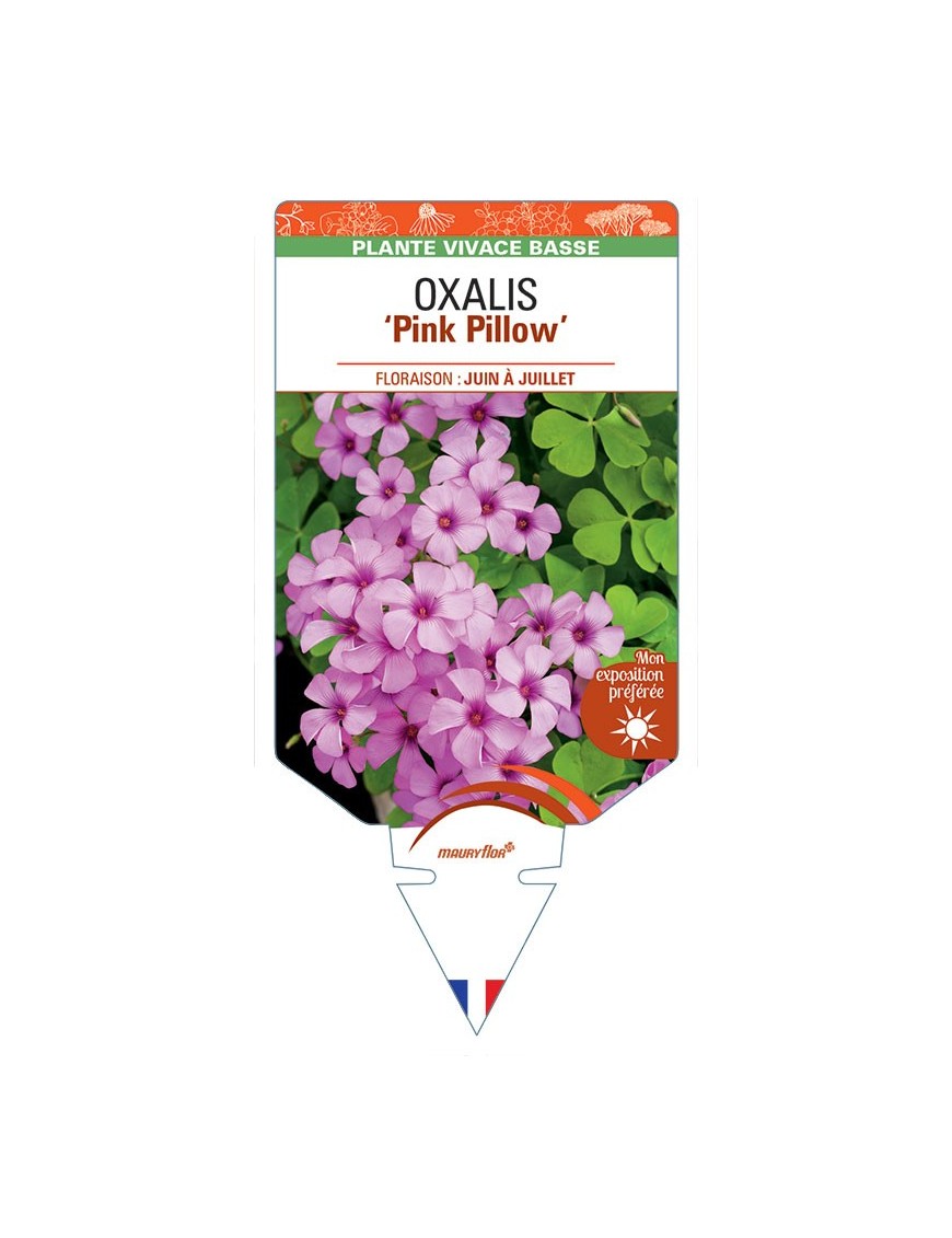 OXALIS Pink Pillow
