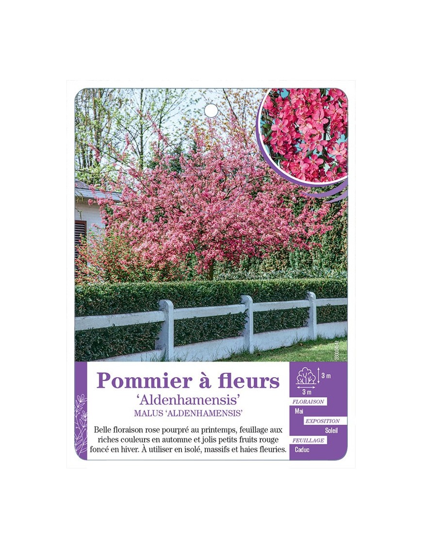 MALUS ALDENHAMENSIS voir Pommier à fleurs
