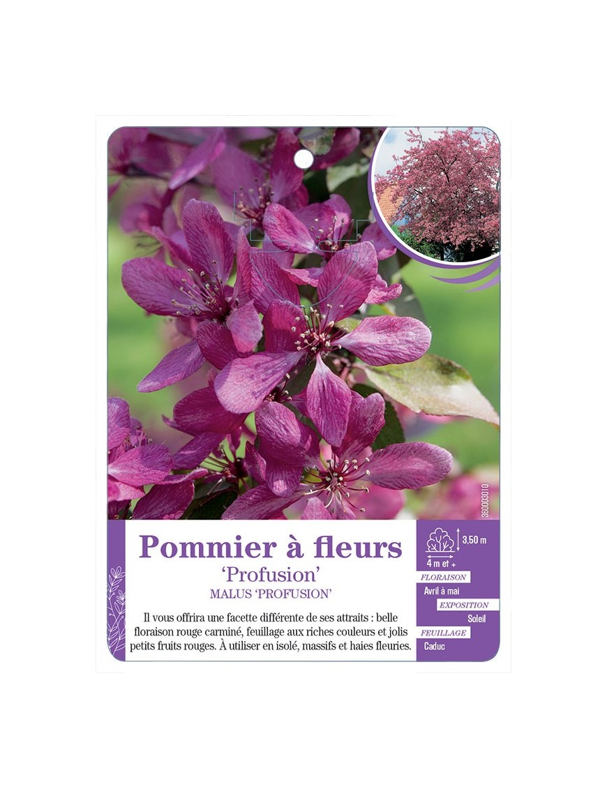 MALUS PROFUSION voir Pommier à fleurs