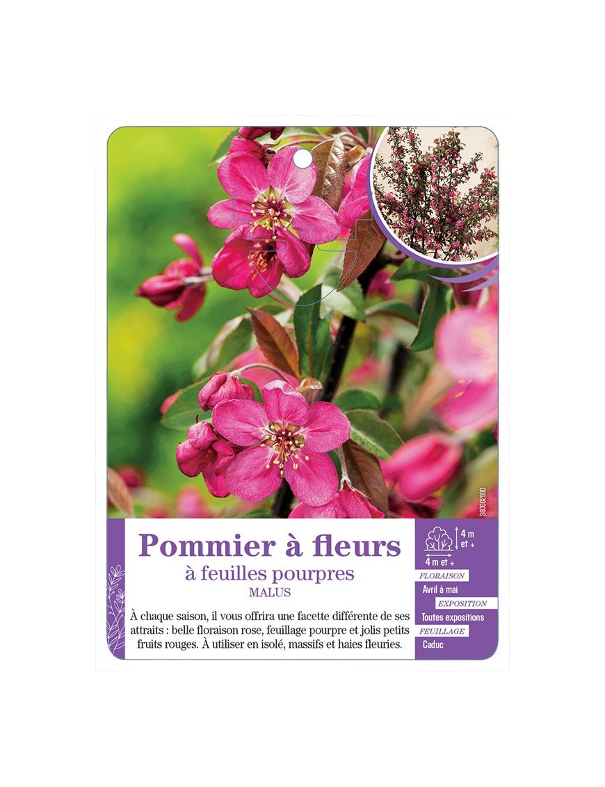 MALUS voir Pommier à fleurs à feuilles pourpres