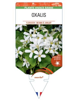 OXALIS REGNELLII (blanc)