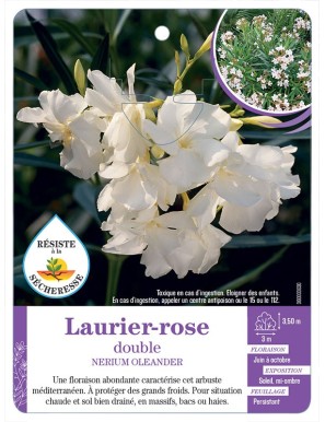 NERIUM OLEANDER voir Laurier-rose double (blanc)
