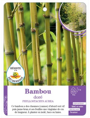 PHYLLOSTACHYS AUREA voir Bambou doré