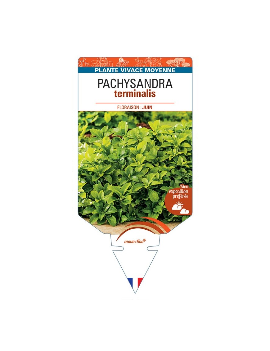 PACHYSANDRA terminalis