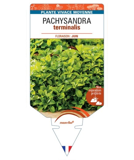 PACHYSANDRA terminalis
