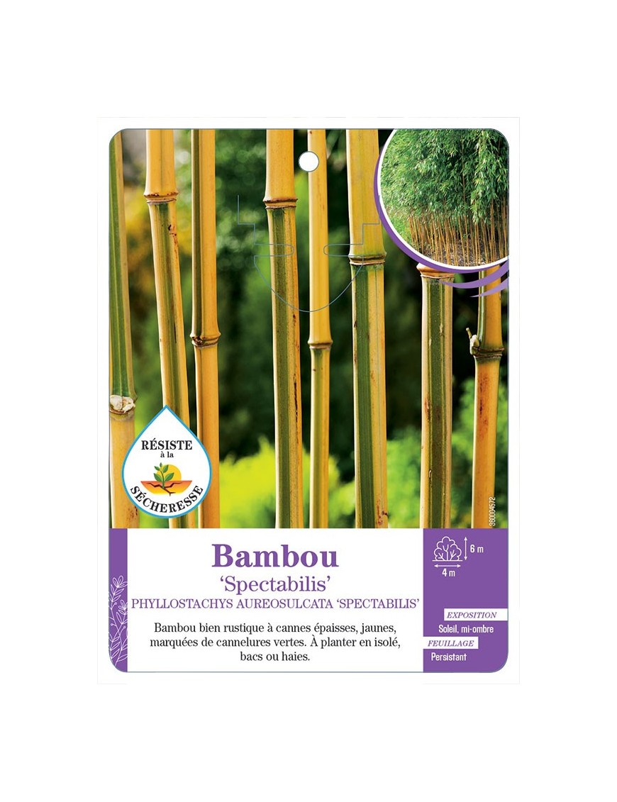 PHYLLOSTACHYS AUREOSULCATA SPECTABILIS voir Bambou