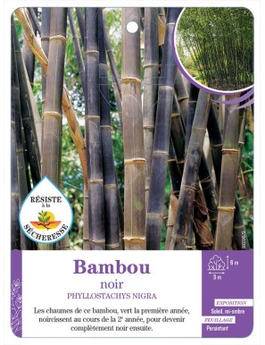 PHYLLOSTACHYS NIGRA voir Bambou noir