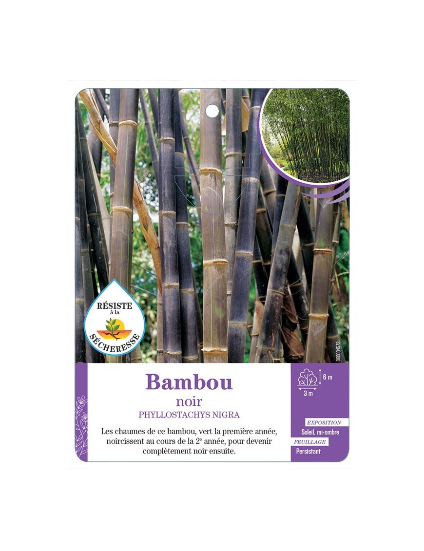 PHYLLOSTACHYS NIGRA voir Bambou noir