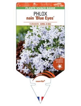 PHLOX nain ‘Blue Eyes’ *