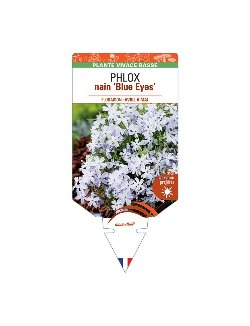 PHLOX nain ‘Blue Eyes’ *