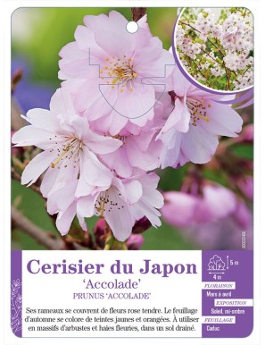 PRUNUS ACCOLADE voir Cerisier du Japon