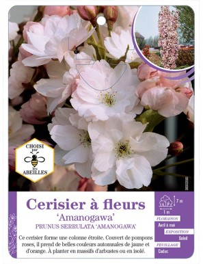 PRUNUS SERRULATA AMANOGAWA voir Cerisier à fleurs