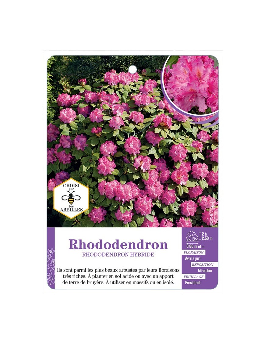 RHODODENDRON HYBRIDE (rose foncé)
