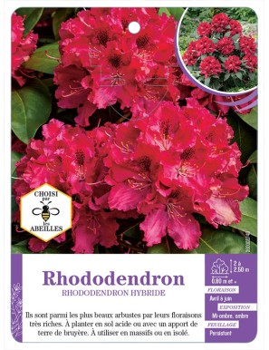 RHODODENDRON HYBRIDE (rouge vif)
