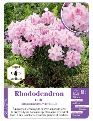 RHODODENDRON HYBRIDE nain (rose clair)