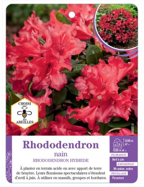 RHODODENDRON HYBRIDE nain (rouge)