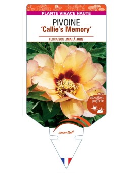 PAEONIA Itoh Callie's Memory voir Pivoine