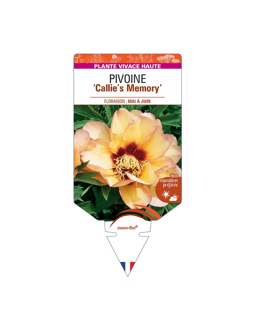 PAEONIA Itoh Callie's Memory voir Pivoine