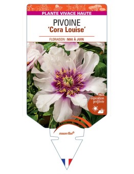 PAEONIA Itoh Cora Louise voir Pivoine