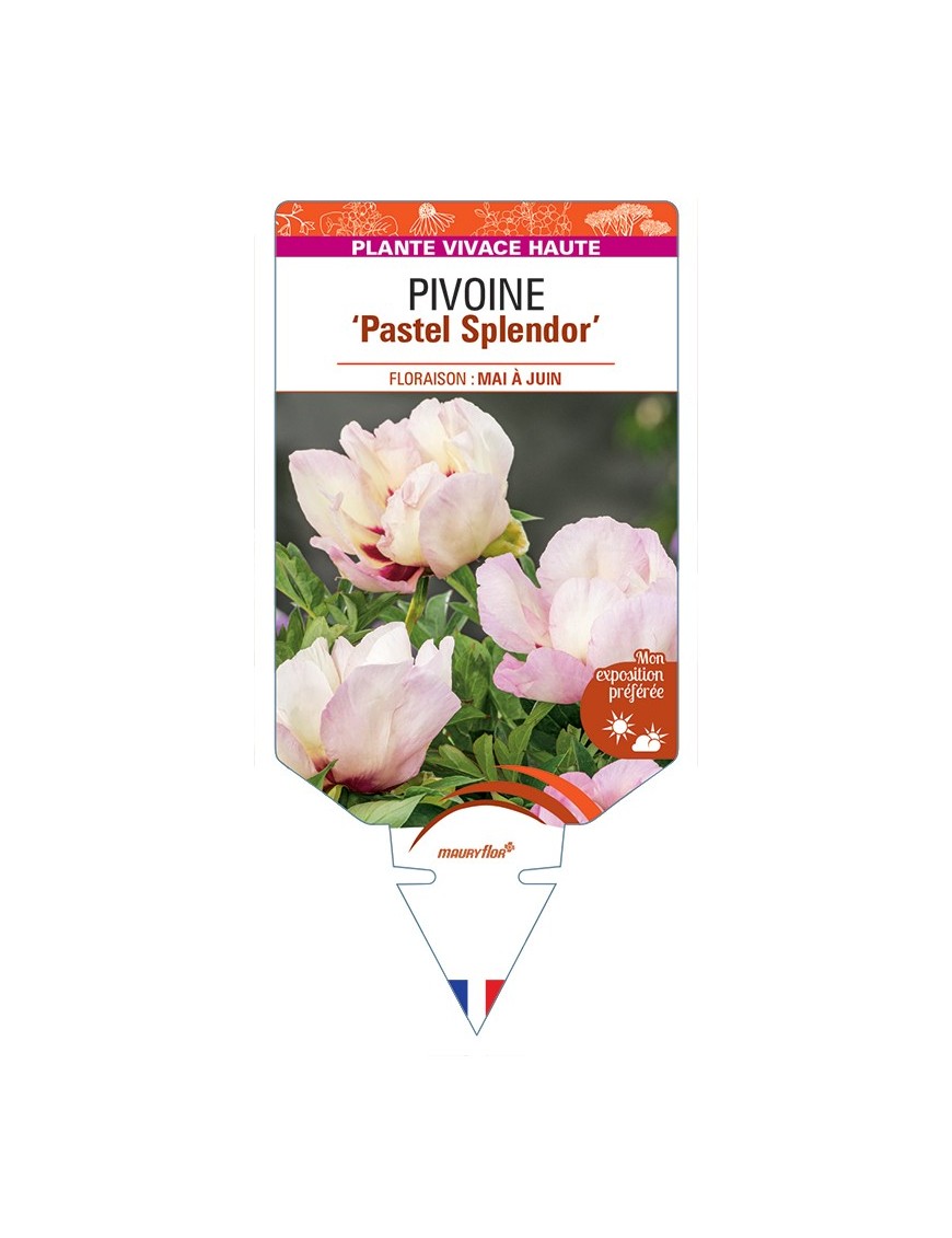 PAEONIA Itoh Pastel Splendor voir Pivoine