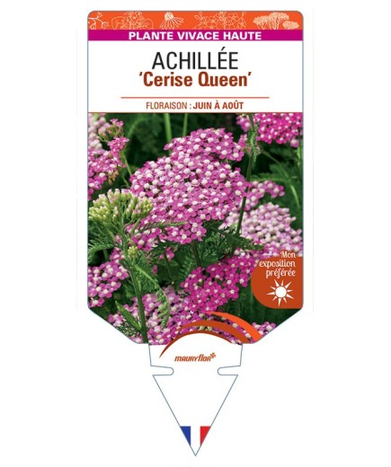 ACHILLEA (millefolium) 'Cerise Queen' *