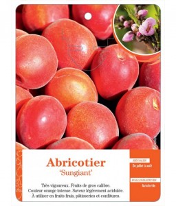 Abricotier ‘Sungiant’