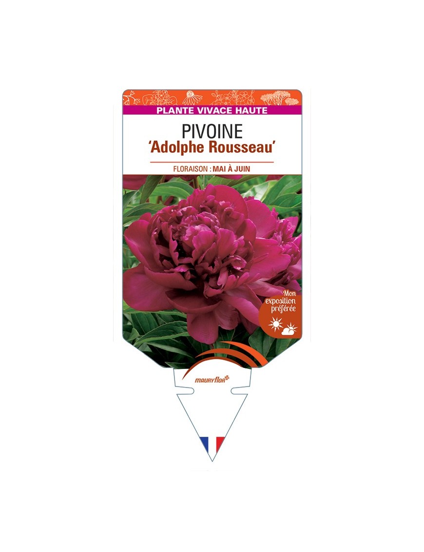 PAEONIA lactiflora Adolphe Rousseau voir Pivoine