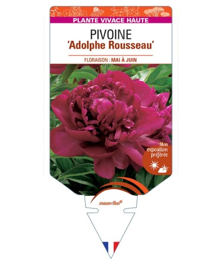 PAEONIA lactiflora Adolphe Rousseau voir Pivoine