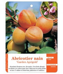 Abricotier nain ‘Garden Aprigold’