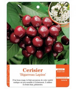 Cerisier ‘Bigarreau Lapins’