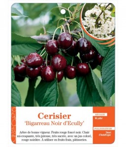 Cerisier ‘Bigarreau Noir d'Ecully’